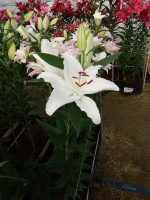 [5304 Cotopaxi No02.JPG]